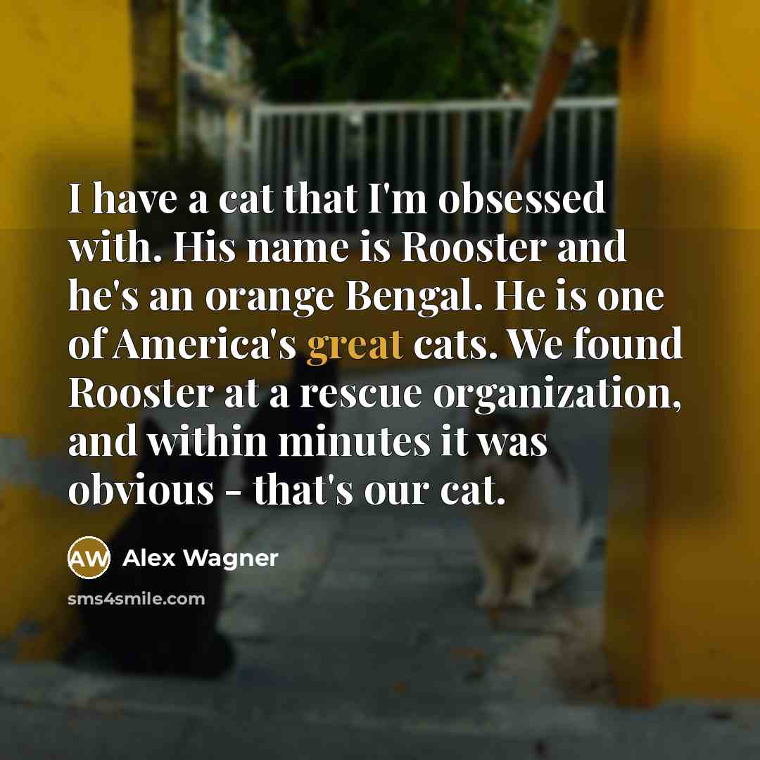 “I have a cat that I'm obsessed with. His name…” quote by Alex Wagner
