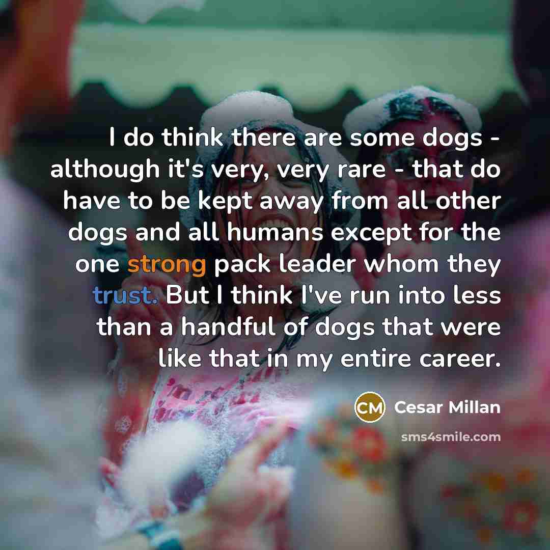 “I do think there are some dogs - although it's very, very rare - that do have to be kept away from all other dogs and all humans except for the one strong pack leader whom they trust. But I think I've run into less than a handful of dogs that were like that in my entire career.” quote by Cesar Millan
