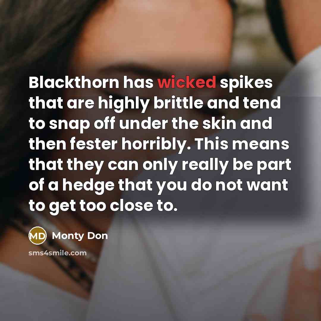 “Blackthorn has wicked spikes that are highly brittle and tend to snap off under the skin and then fester horribly. This means that they can only really be part of a hedge that you do not want to get too close to.” quote by Monty Don