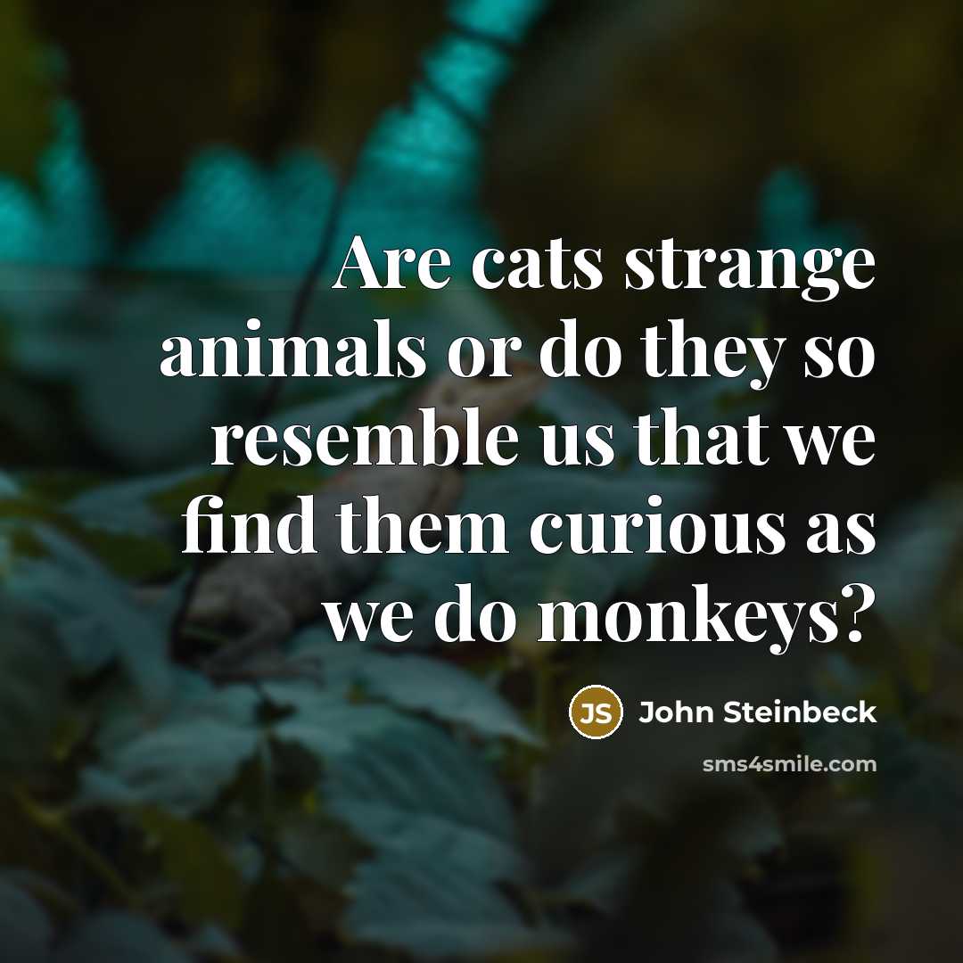 “Are cats strange animals or do they so resemble us…” quote by John Steinbeck