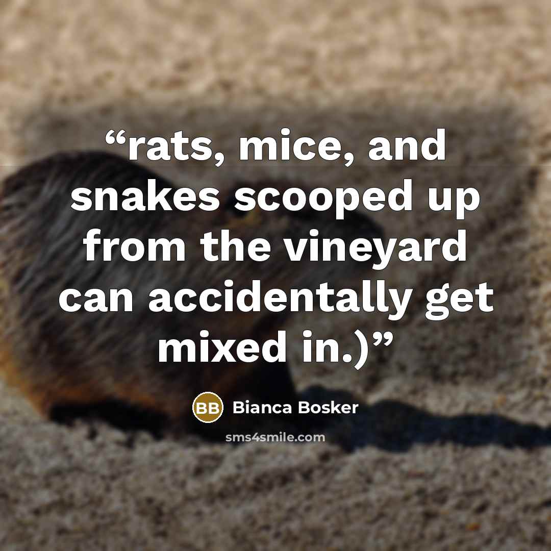 “rats, mice, and snakes scooped up from the vineyard can accidentally get mixed in.)” quote by Bianca Bosker