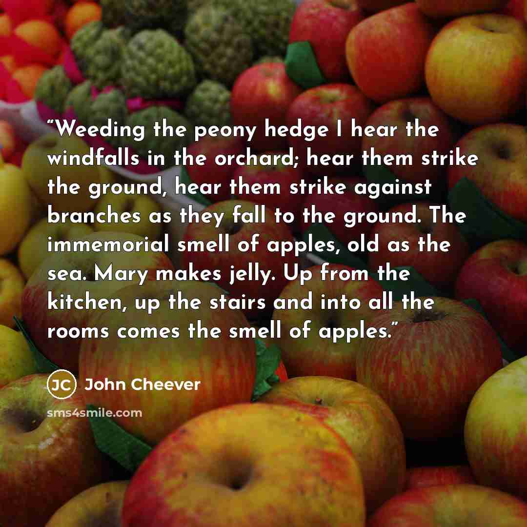 “Weeding the peony hedge I hear the windfalls in the orchard; hear them strike the ground, hear them strike against branches as they fall to the ground. The immemorial smell of apples, old as the sea. Mary makes jelly. Up from the kitchen, up the stairs and into all the rooms comes the smell of…” quote by John Cheever