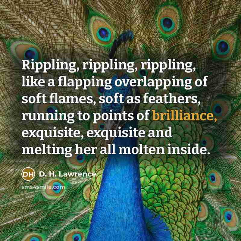 “Rippling, rippling, rippling, like a flapping overlapping of soft flames,…” quote by D. H. Lawrence