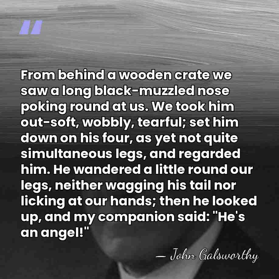 From behind a wooden crate we saw a long black-muzzled nose poking&hellip; - John Galsworthy
