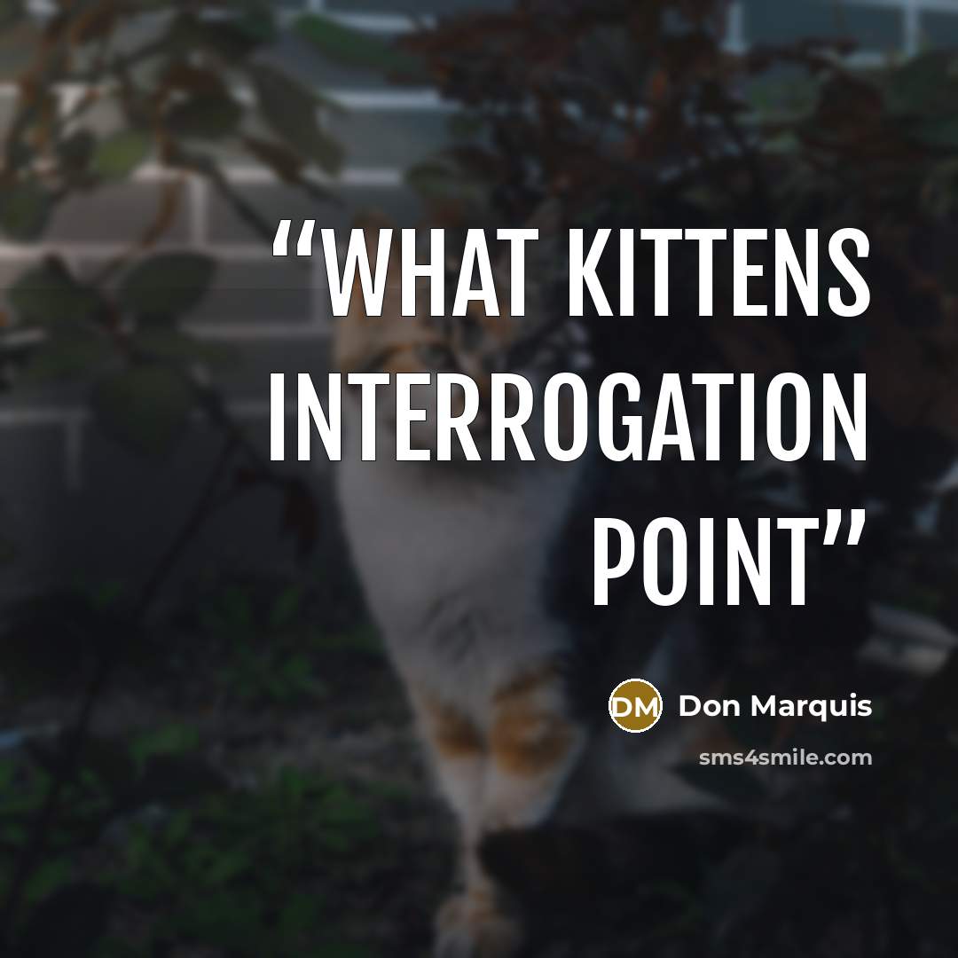 “what kittens interrogation point” quote by Don Marquis