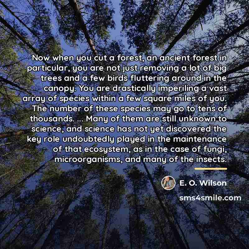 “Now when you cut a forest, an ancient forest in…” quote by E. O. Wilson