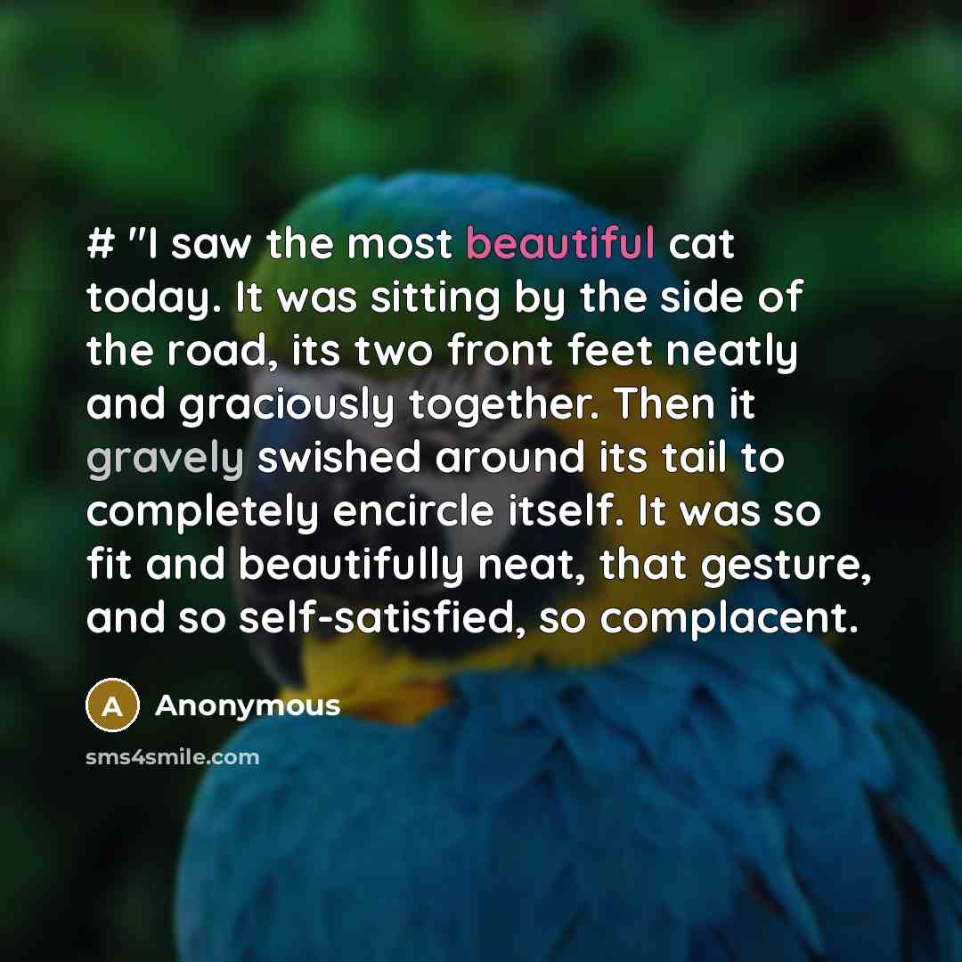 “# "I saw the most beautiful cat today. It was…” quote by Anonymous