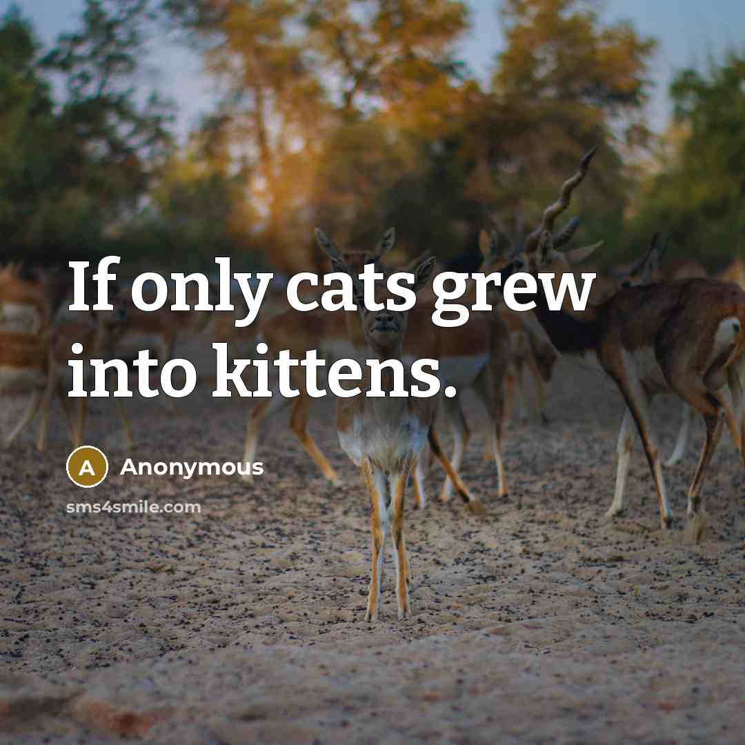 “If only cats grew into kittens.” quote by Anonymous
