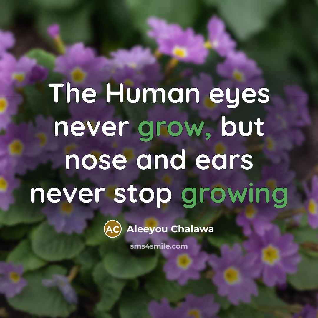 “The Human eyes never grow, but nose and ears never…” quote by Aleeyou Chalawa