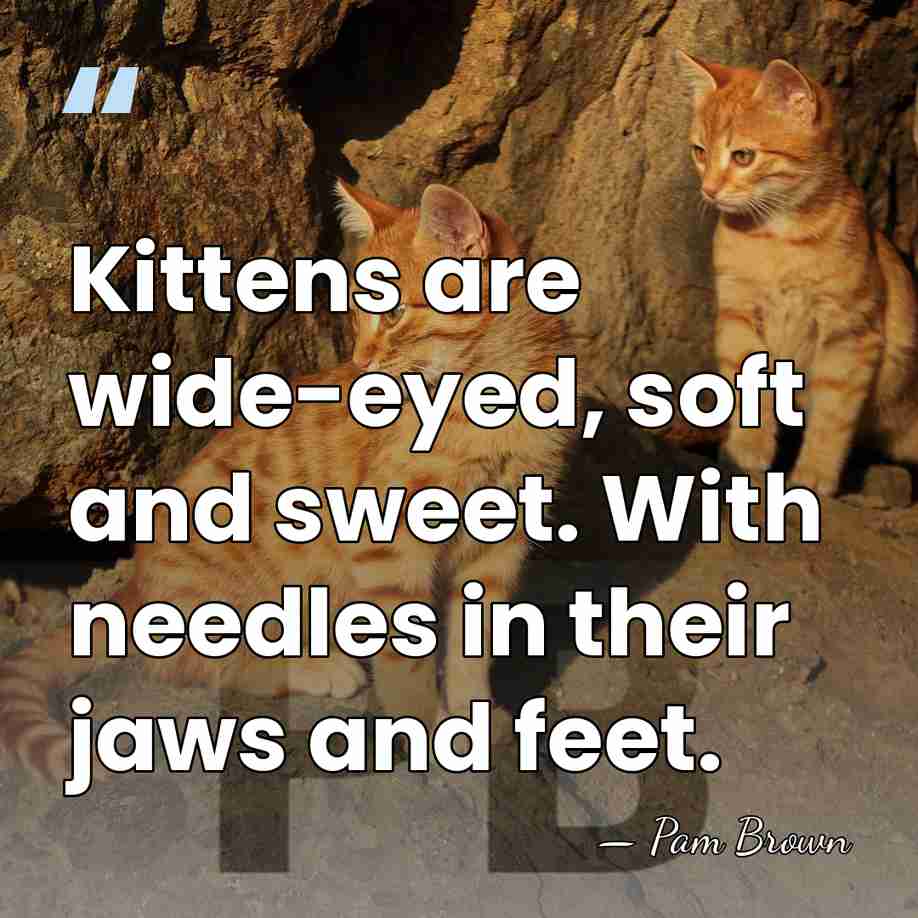Kittens are wide-eyed, soft and sweet. With needles in their jaws and&hellip; - Pam Brown