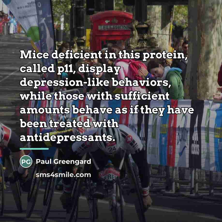 “Mice deficient in this protein, called p11, display depression-like behaviors,…” quote by Paul Greengard