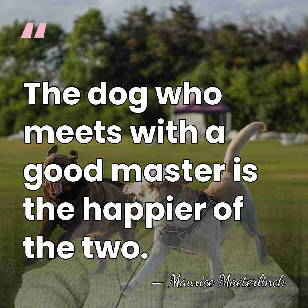 The dog who meets with a good master is the happier of&hellip; - Maurice Maeterlinck