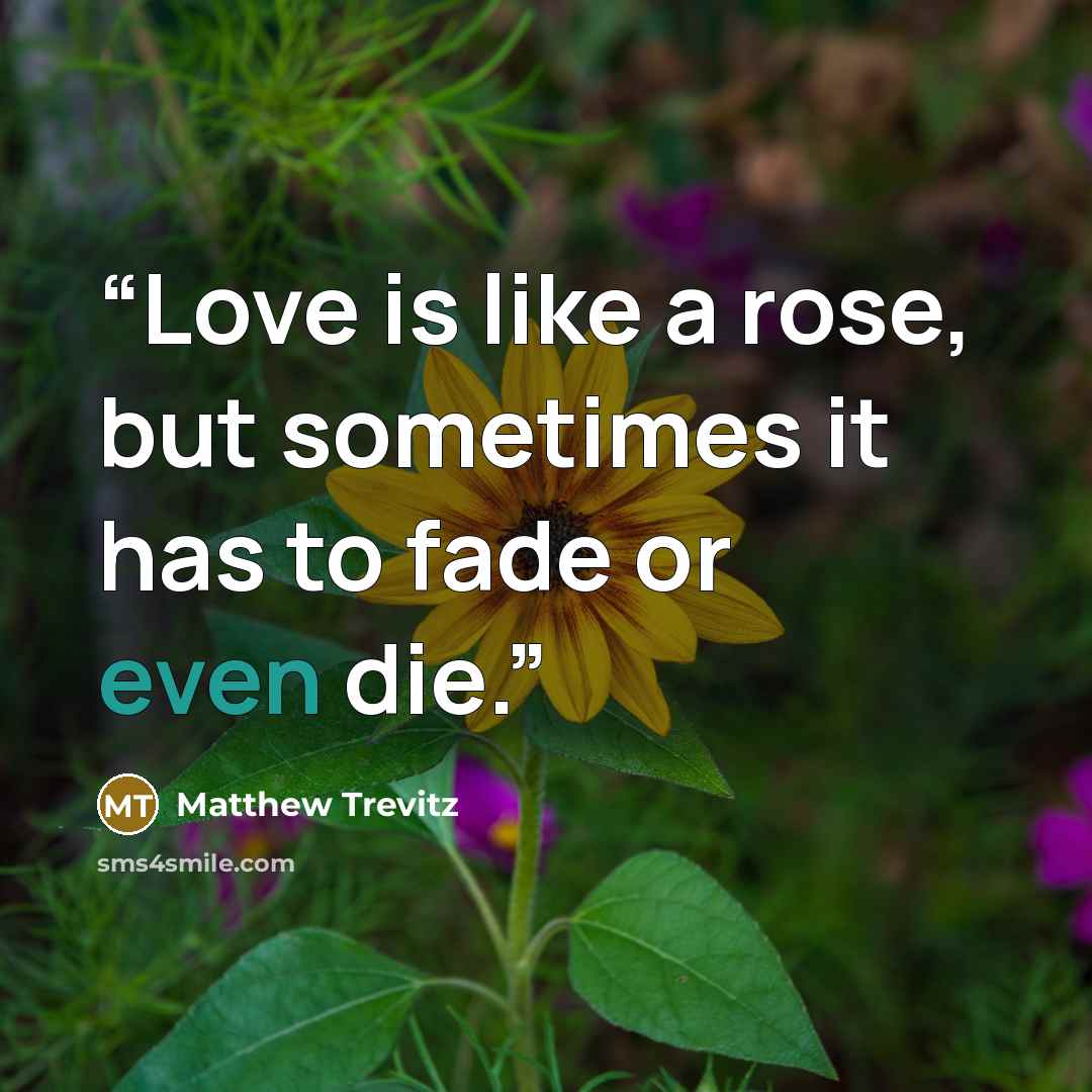“Love is like a rose, but sometimes it has to fade or even die.” quote by Matthew Trevitz