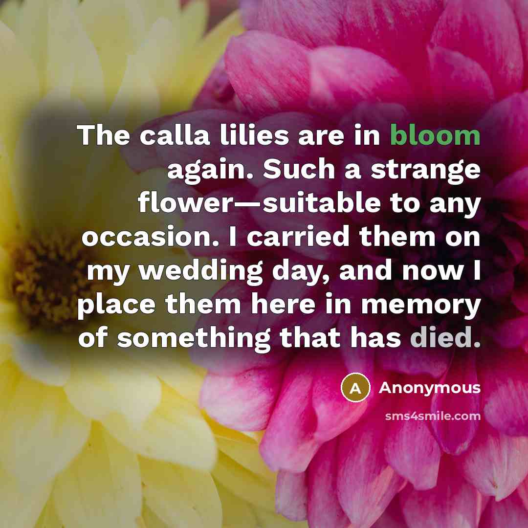 “The calla lilies are in bloom again. Such a strange flower—suitable to any occasion. I carried them on my wedding day, and now I place them here in memory of something that has died.” quote by Anonymous
