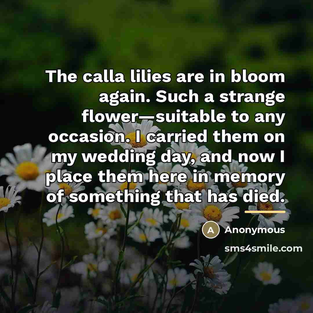 “The calla lilies are in bloom again. Such a strange…” quote by Anonymous