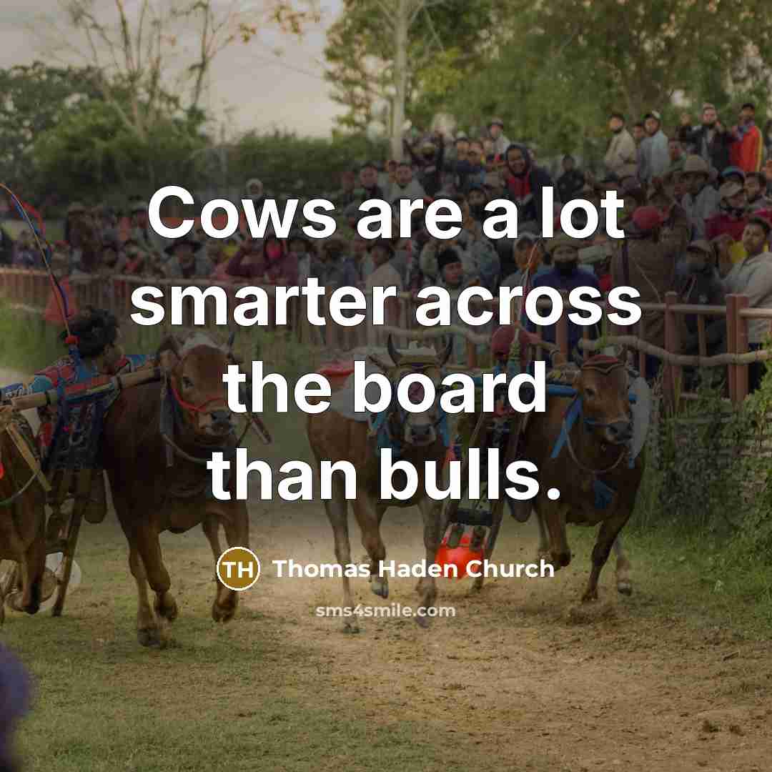 “Cows are a lot smarter across the board than bulls.…” quote by Thomas Haden Church