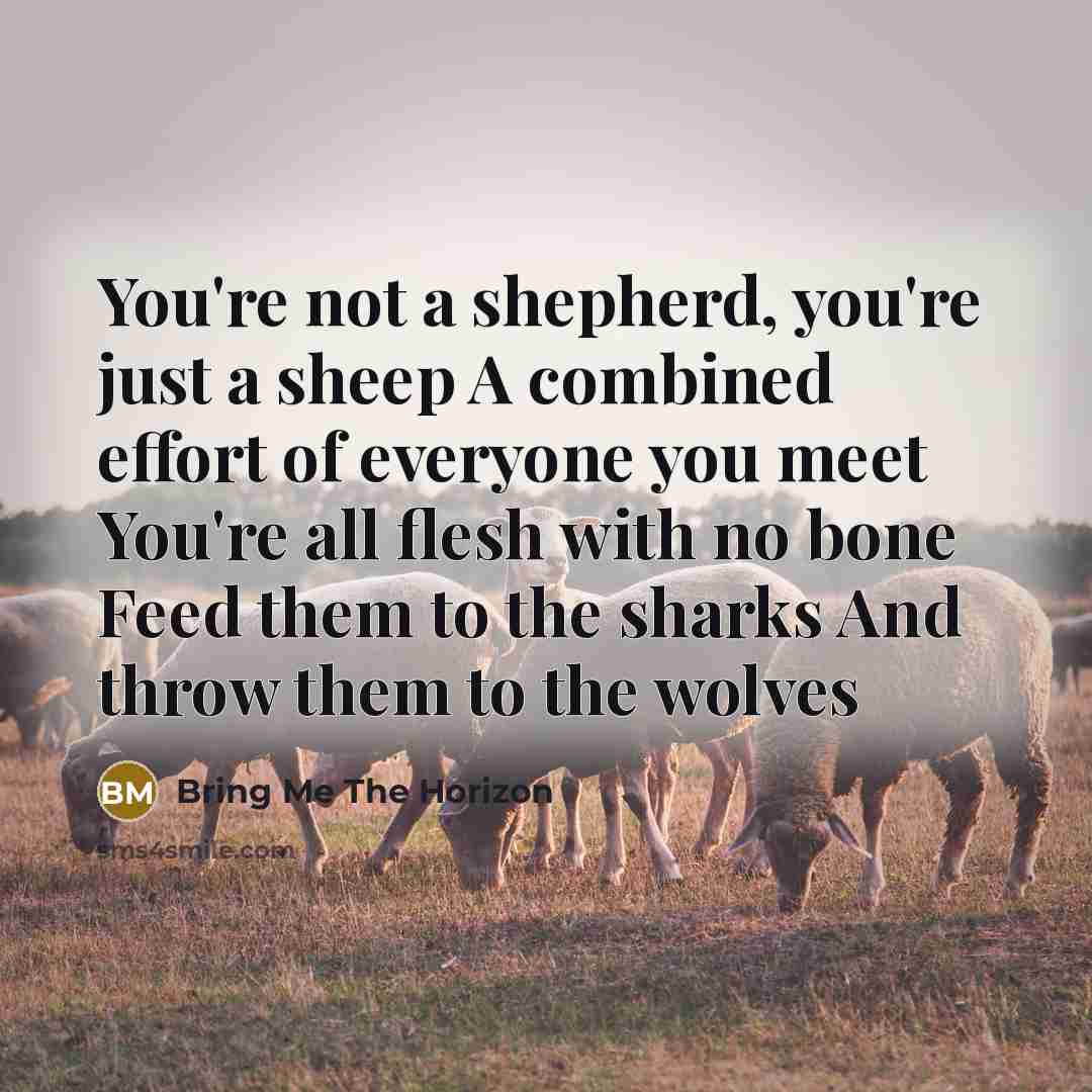 “You're not a shepherd, you're just a sheep A combined effort of everyone you meet You're all flesh with no bone Feed them to the sharks And throw them to the wolves” quote by Bring Me The Horizon