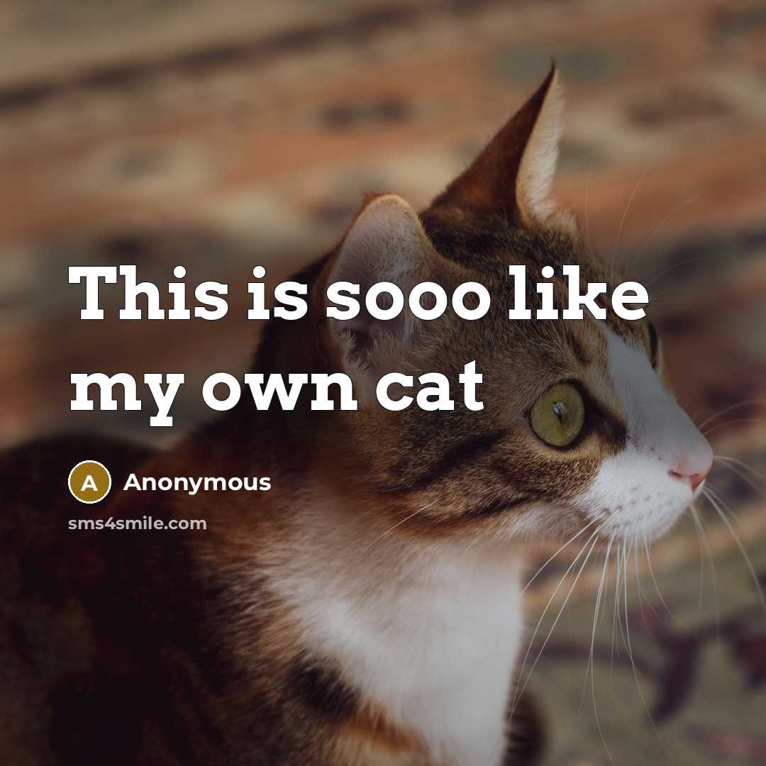 “This is sooo like my own cat” quote by Anonymous
