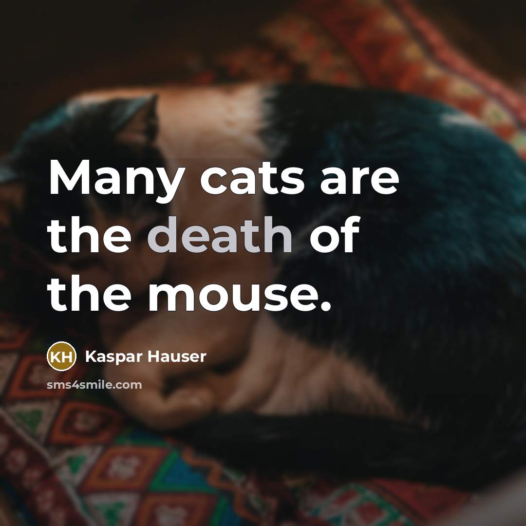 “Many cats are the death of the mouse.…” quote by Kaspar Hauser