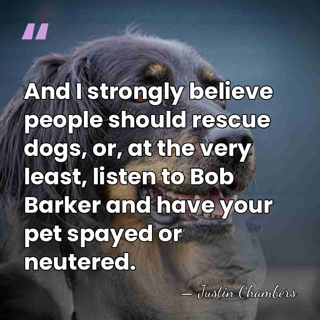 And I strongly believe people should rescue dogs, or, at the very&hellip; - Justin Chambers