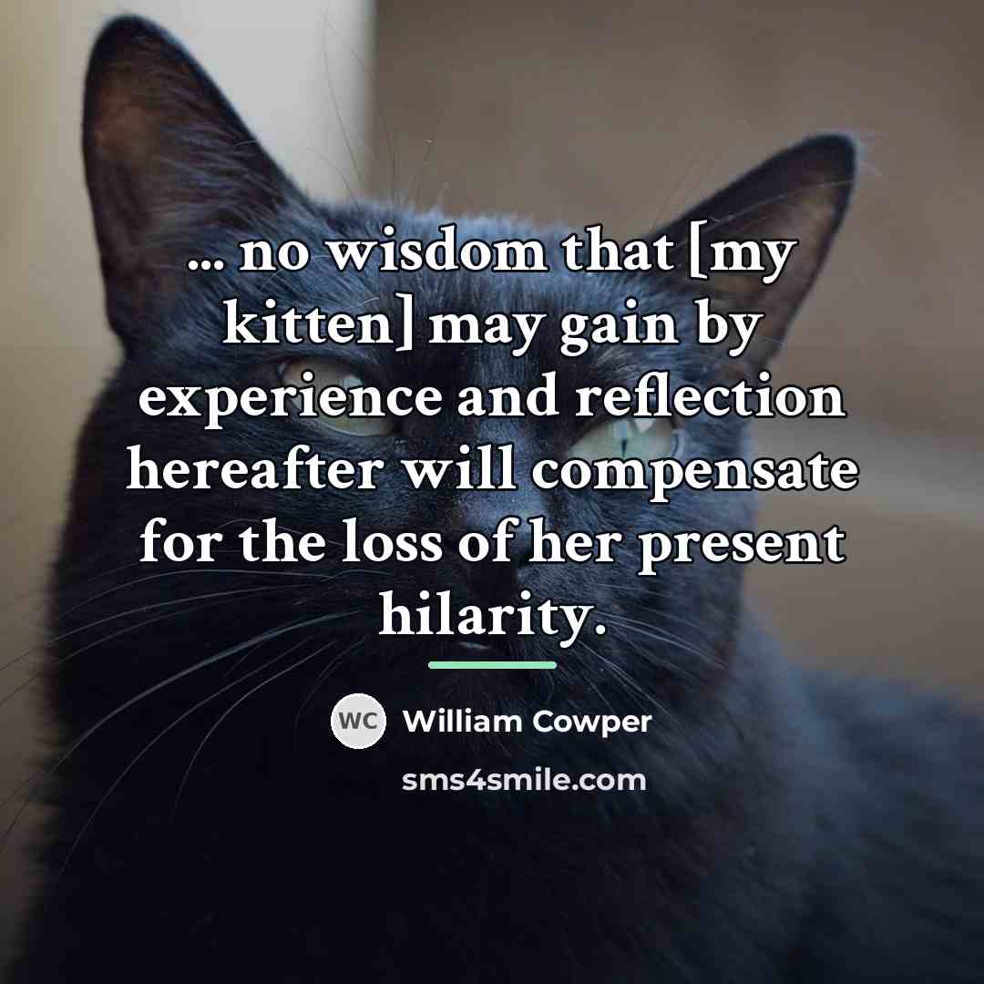 “... no wisdom that [my kitten] may gain by experience…” quote by William Cowper