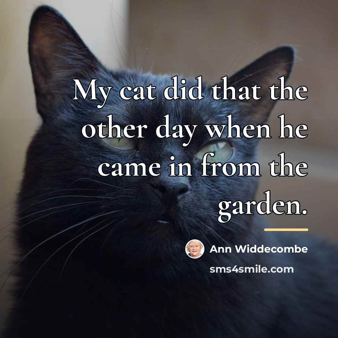 “My cat did that the other day when he came…” quote by Ann Widdecombe