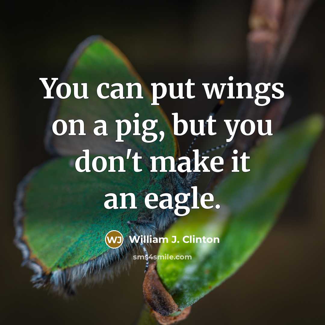 “You can put wings on a pig, but you don't…” quote by William J. Clinton