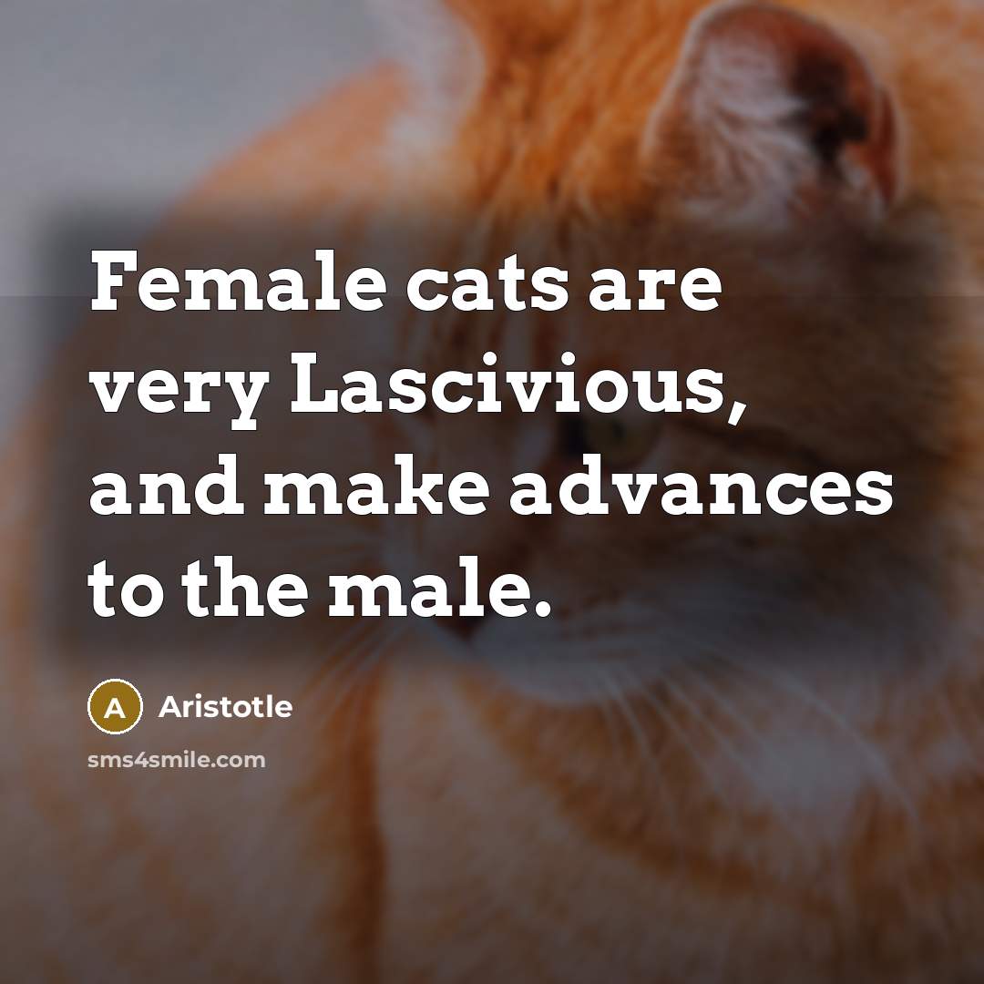 “Female cats are very Lascivious, and make advances to the…” quote by Aristotle