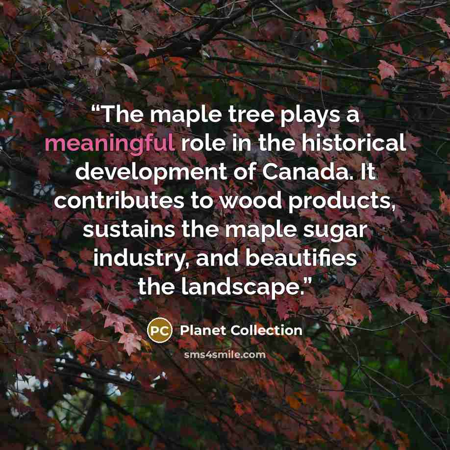 “The maple tree plays a meaningful role in the historical development of Canada. It contributes to wood products, sustains the maple sugar industry, and beautifies the landscape.” quote by Planet Collection