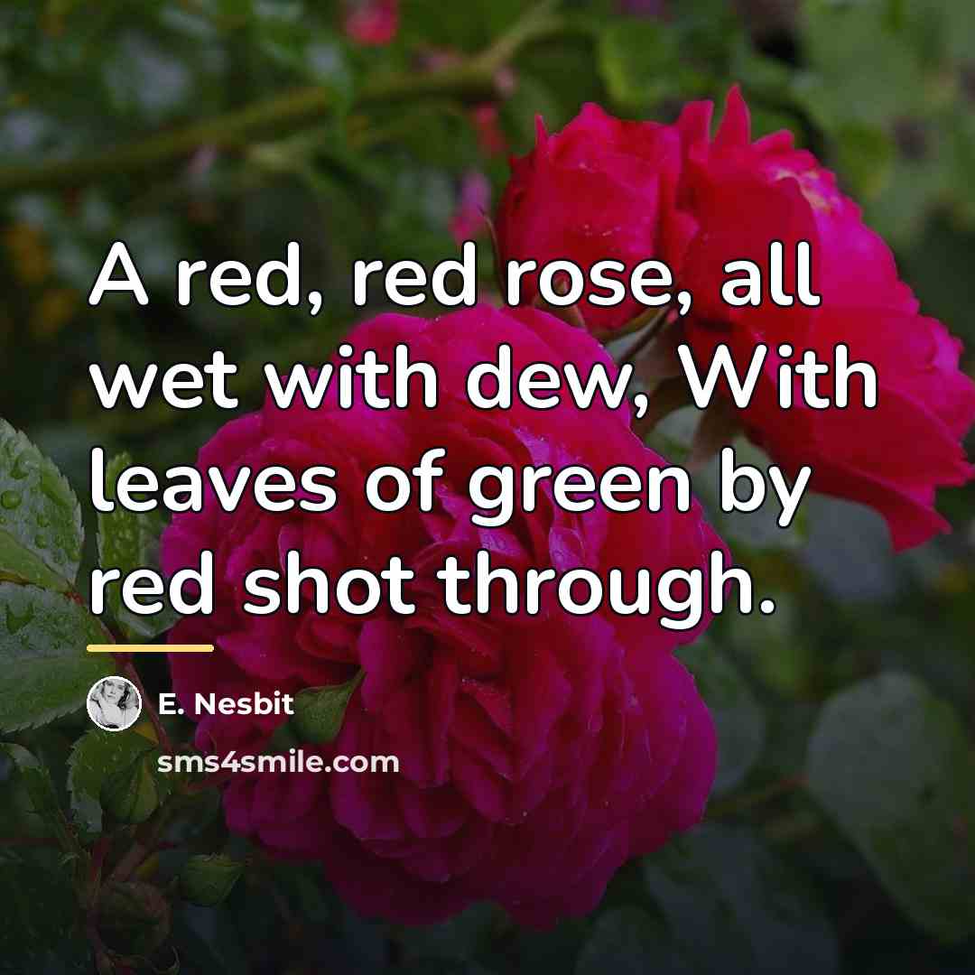 “A red, red rose, all wet with dew, With leaves…” quote by E. Nesbit