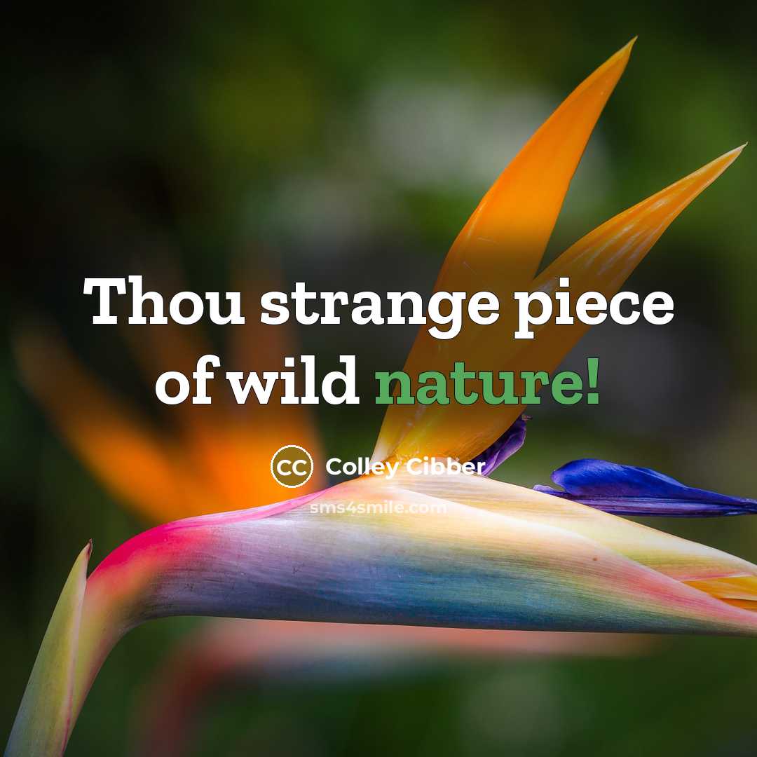 “Thou strange piece of wild nature!…” quote by Colley Cibber