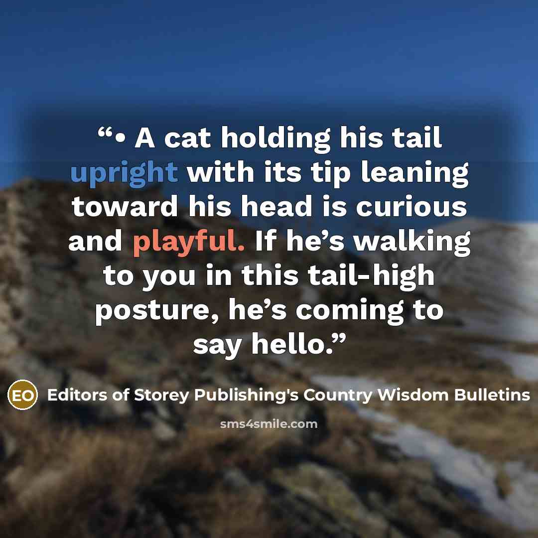 “• A cat holding his tail upright with its tip leaning toward his head is curious and playful. If he’s walking to you in this tail-high posture, he’s coming to say hello.” quote by Editors of Storey Publishing's Country Wisdom Bulletins