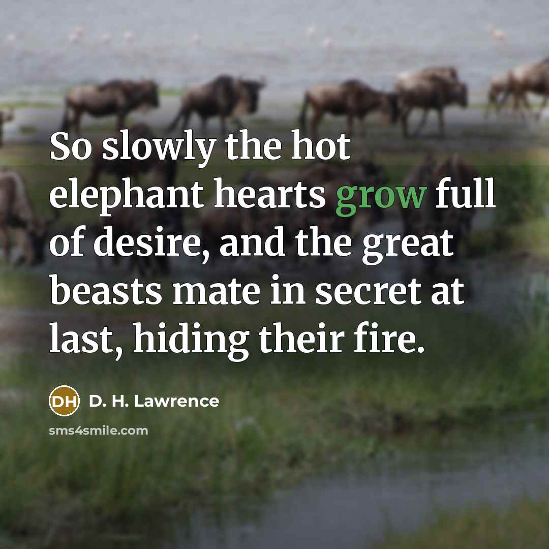 “So slowly the hot elephant hearts grow full of desire,…” quote by D. H. Lawrence