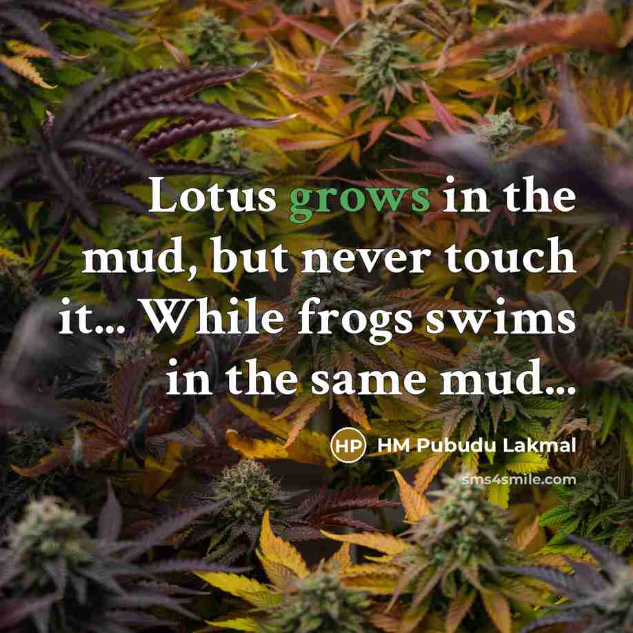 “Lotus grows in the mud, but never touch it... While frogs swims in the same mud...” quote by HM Pubudu Lakmal