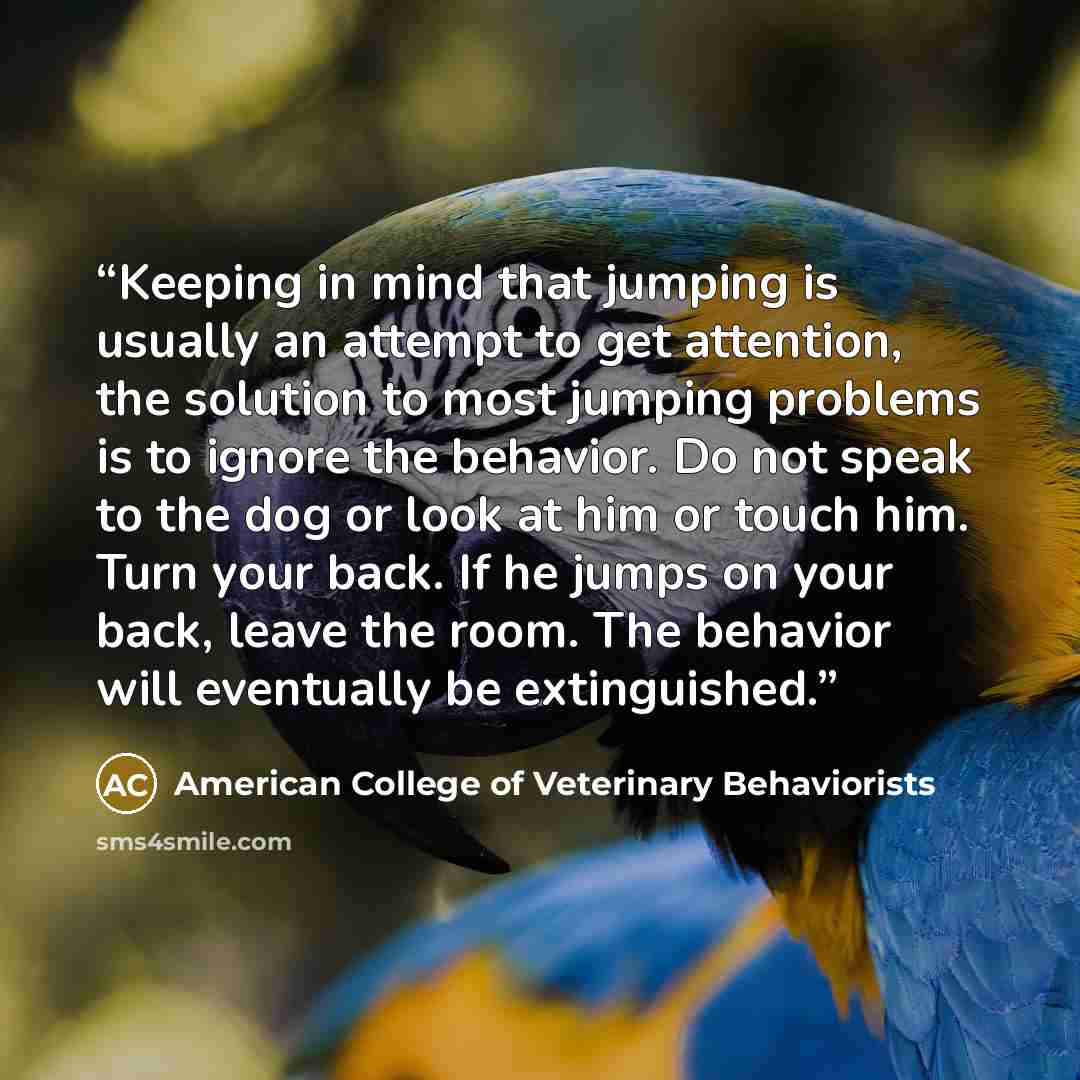 “Keeping in mind that jumping is usually an attempt to get attention, the solution to most jumping problems is to ignore the behavior. Do not speak to the dog or look at him or touch him. Turn your back. If he jumps on your back, leave the room. The behavior will eventually be extinguished.” quote by American College of Veterinary Behaviorists