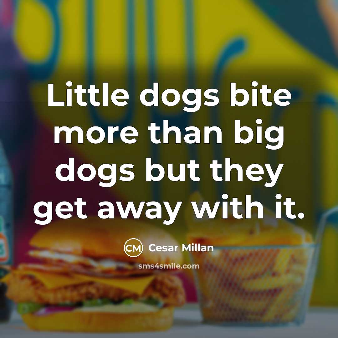 “Little dogs bite more than big dogs but they get…” quote by Cesar Millan