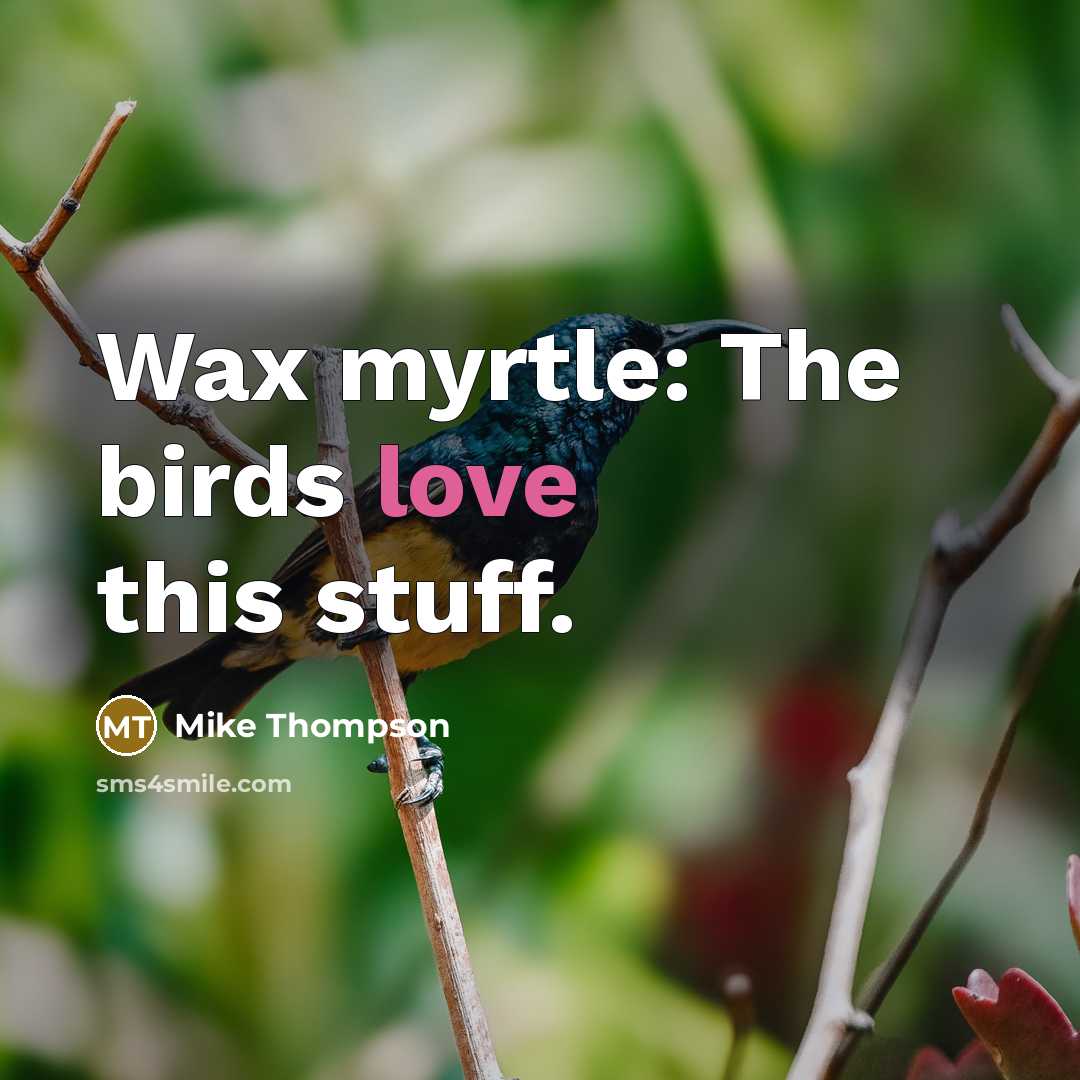 “Wax myrtle: The birds love this stuff.…” quote by Mike Thompson
