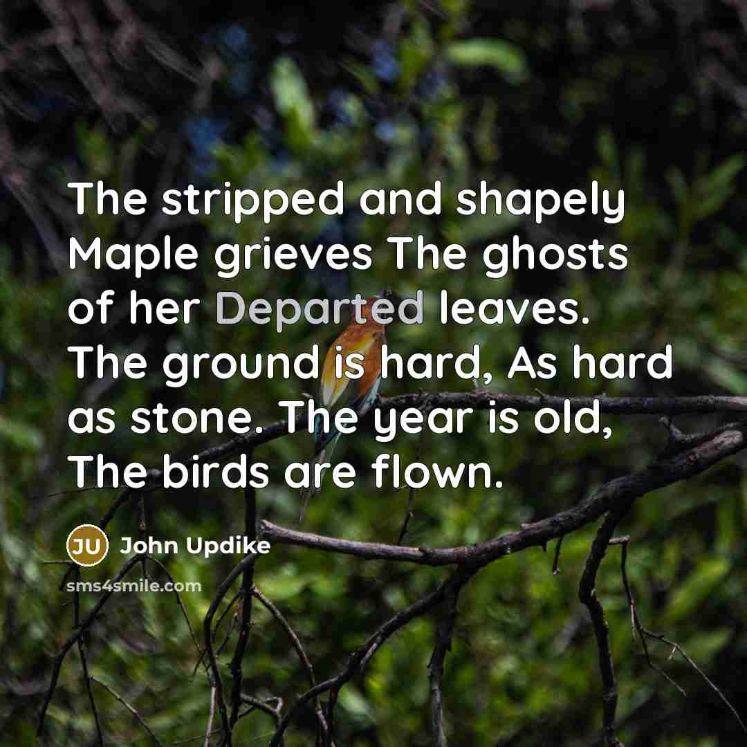 “The stripped and shapely Maple grieves The ghosts of her…” quote by John Updike