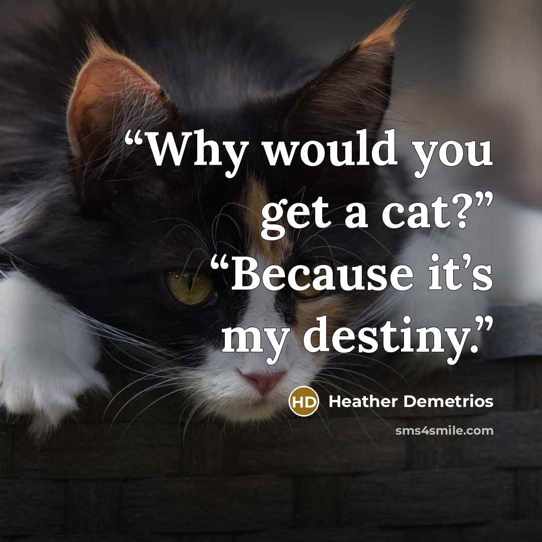 “Why would you get a cat?” “Because it’s my destiny.” quote by Heather Demetrios
