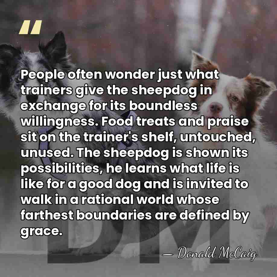People often wonder just what trainers give the sheepdog in exchange for&hellip; - Donald McCaig
