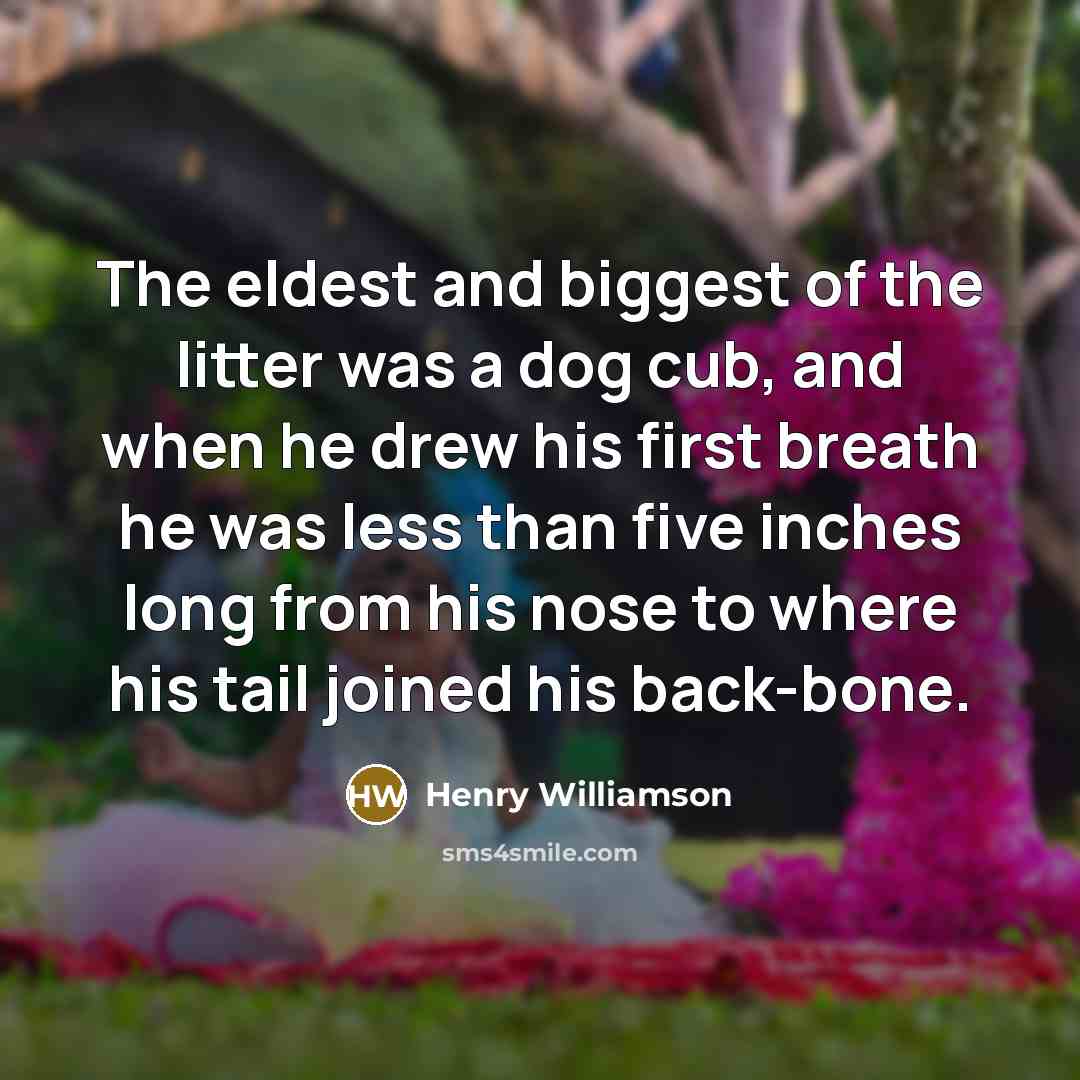 “The eldest and biggest of the litter was a dog…” quote by Henry Williamson