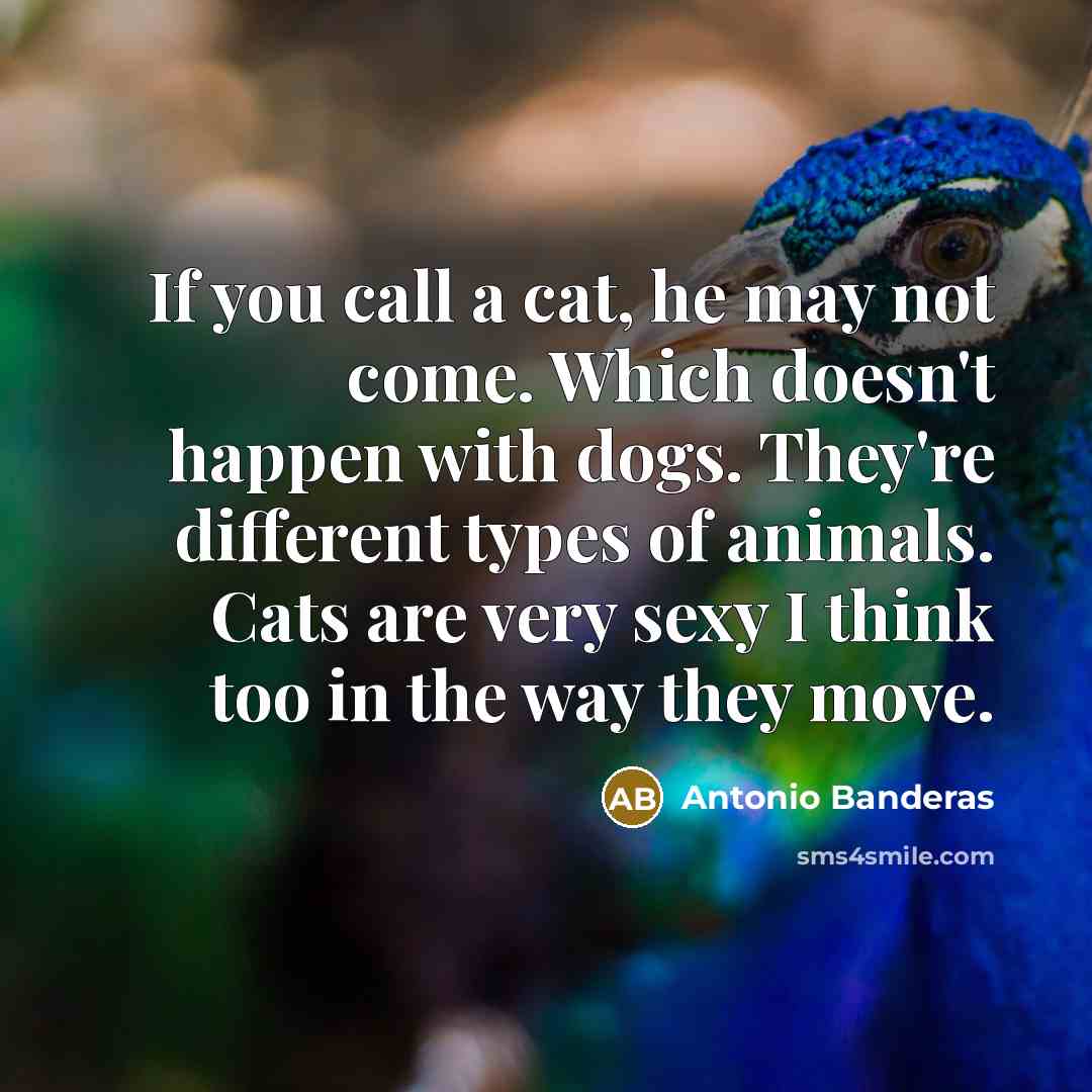 “If you call a cat, he may not come. Which…” quote by Antonio Banderas