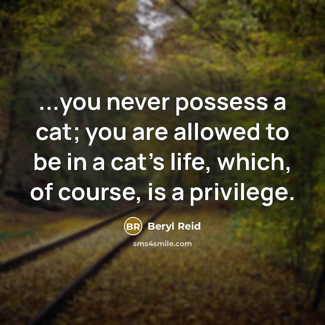 “...you never possess a cat; you are allowed to be…” quote by Beryl Reid