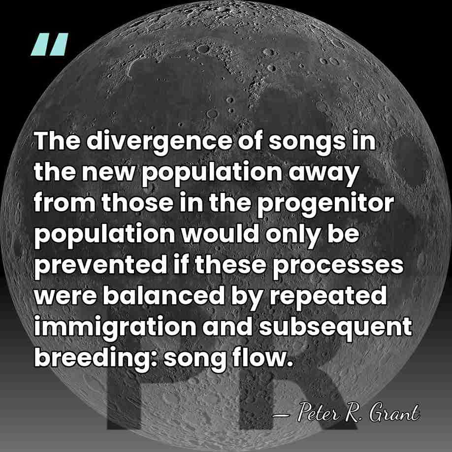 The divergence of songs in the new population away from those in&hellip; - Peter R. Grant