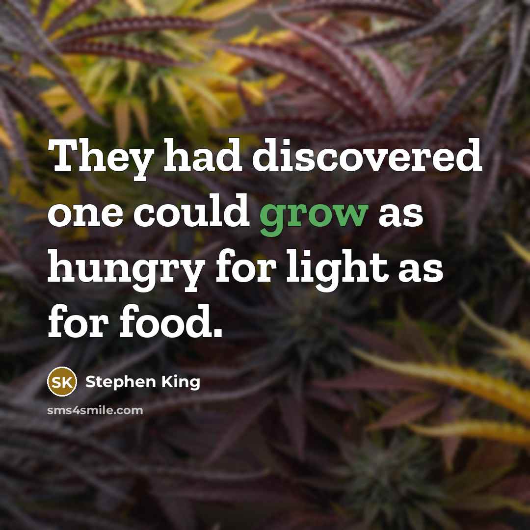 “They had discovered one could grow as hungry for light…” quote by Stephen King