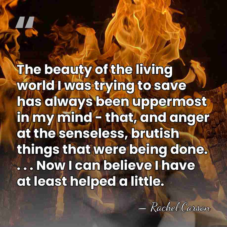 The beauty of the living world I was trying to save has&hellip; - Rachel Carson