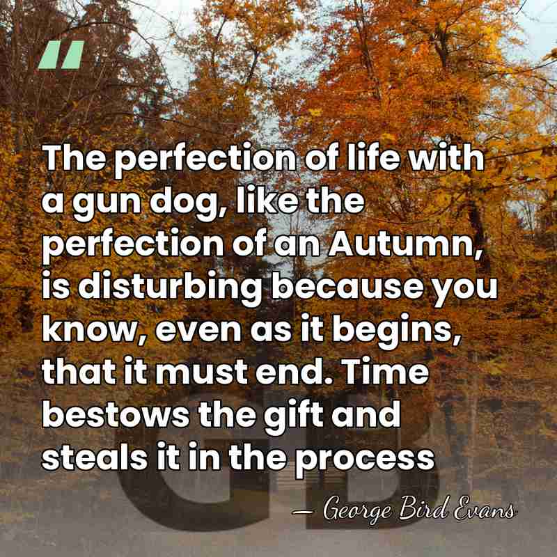 The perfection of life with a gun dog, like the perfection of&hellip; - George Bird Evans