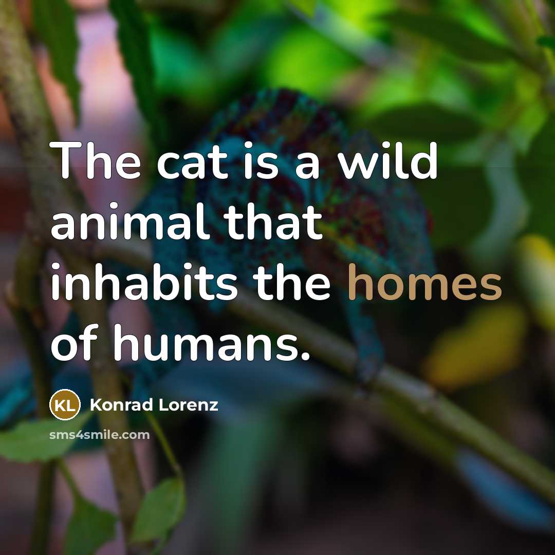“The cat is a wild animal that inhabits the homes…” quote by Konrad Lorenz
