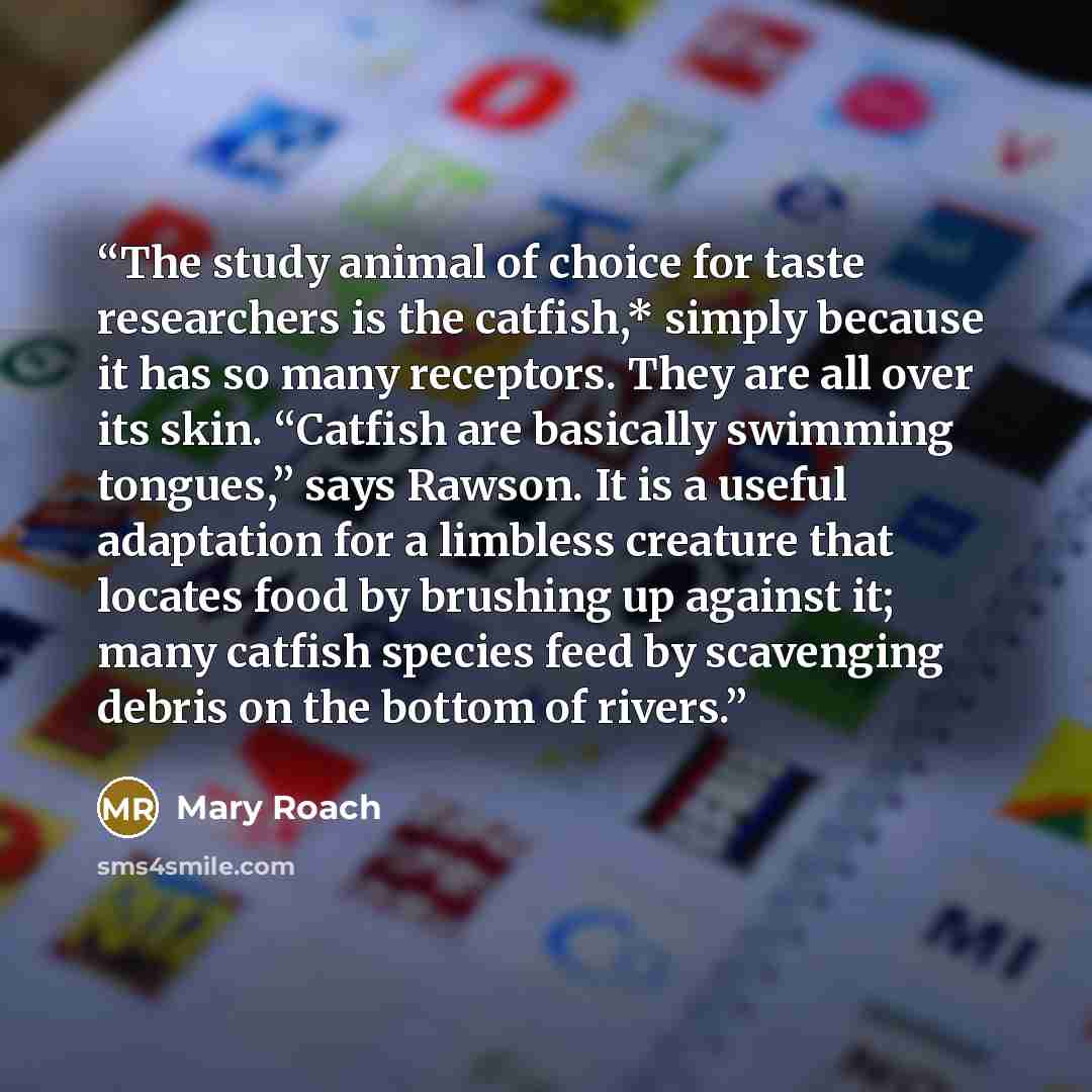 “The study animal of choice for taste researchers is the catfish,* simply because it has so many receptors. They are all over its skin. “Catfish are basically swimming tongues,” says Rawson. It is a useful adaptation for a limbless creature that locates food by brushing up against it; many catfish…” quote by Mary Roach