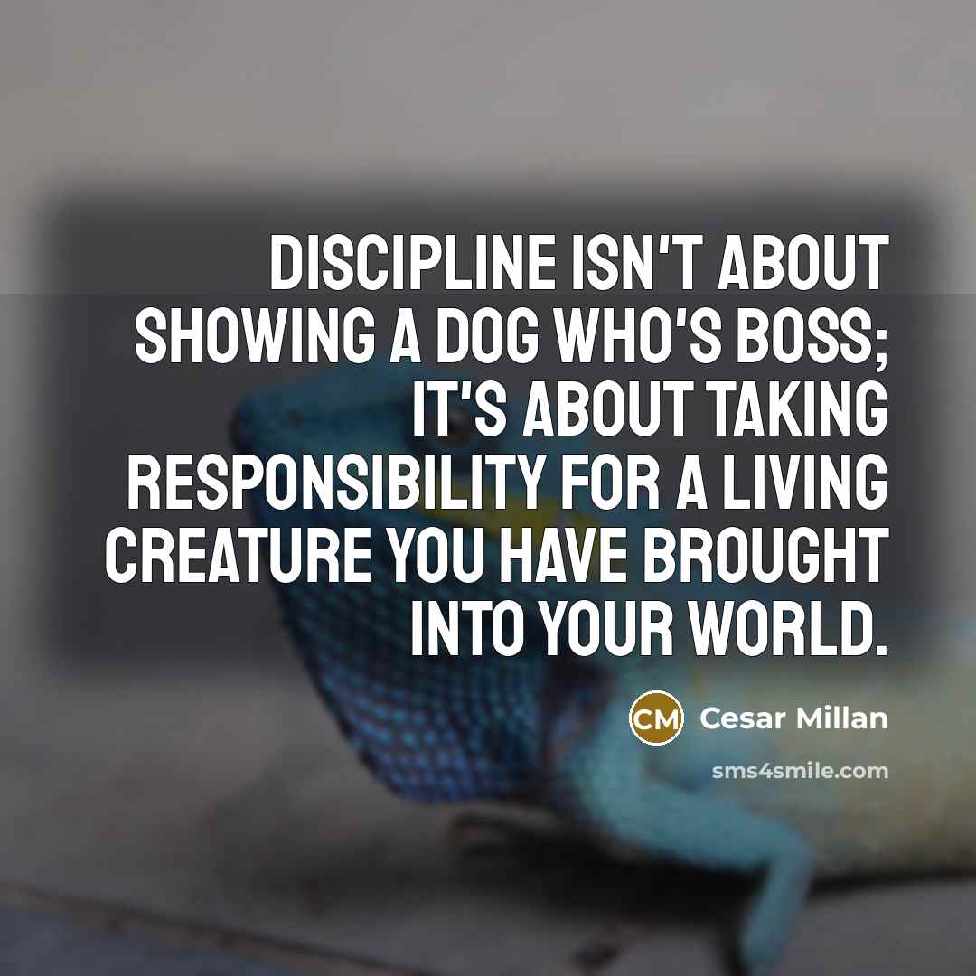 “Discipline isn't about showing a dog who's boss; it's about…” quote by Cesar Millan